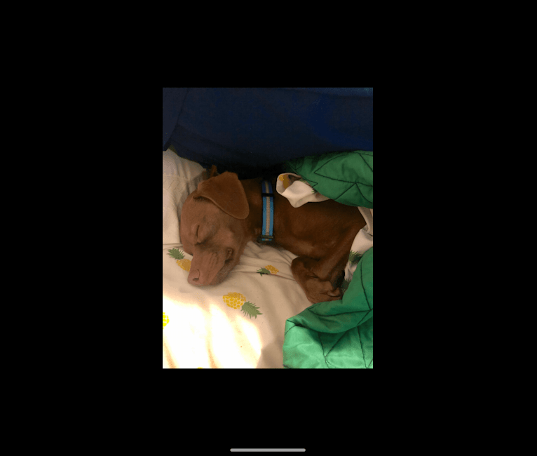 Baxter, a Chihuahua and Pekingese mix tested with EmbarkVet.com