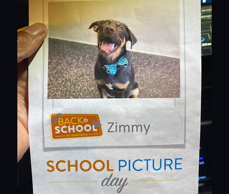 Zimmy, a German Shepherd Dog and Dalmatian mix tested with EmbarkVet.com
