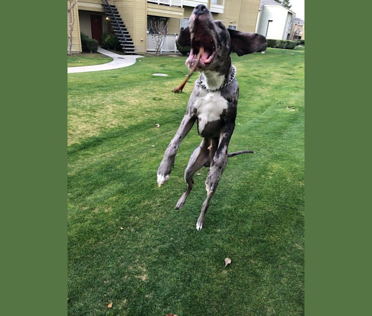 Photo of Blue, a Great Dane  in Bakersfield, California, USA