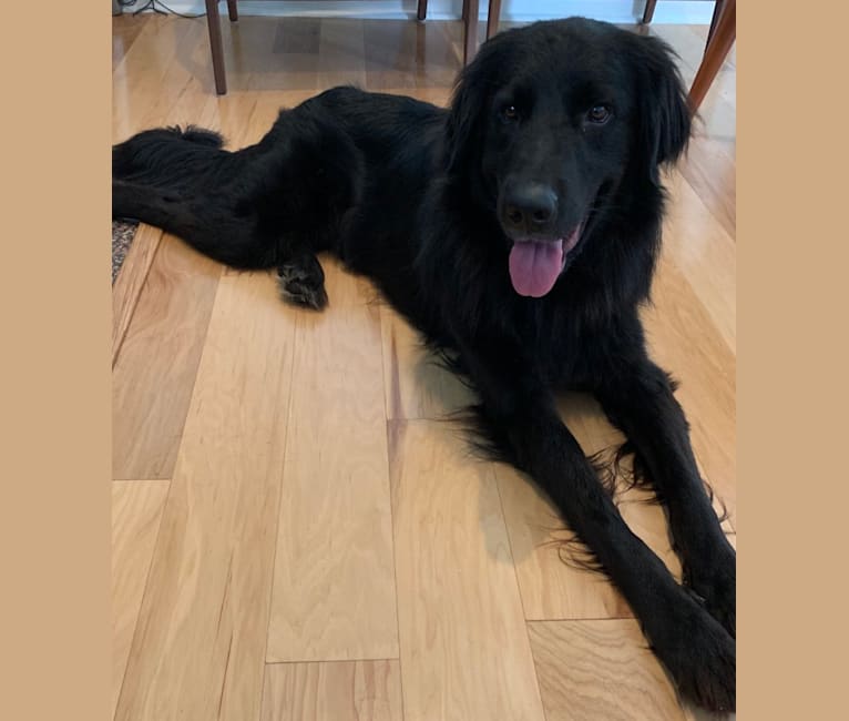 Black golden pyrenees discount