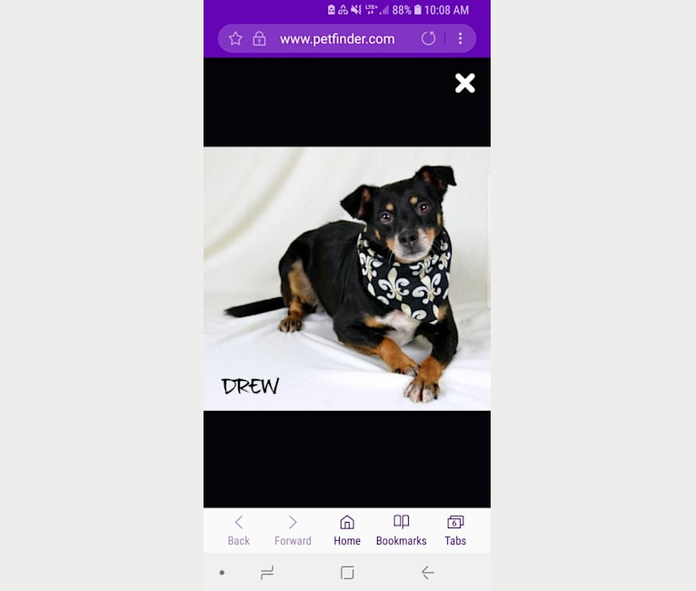 Drew, a Miniature Schnauzer and Chihuahua mix tested with EmbarkVet.com