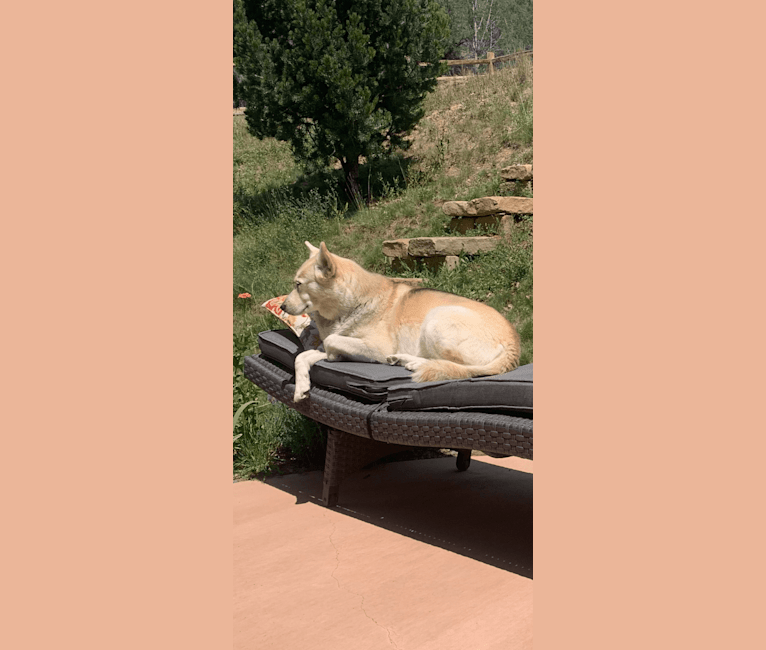 Photo of Astrid, a Siberian Husky, Chow Chow, German Shepherd Dog, and Rat Terrier mix in New Castle, Colorado, USA