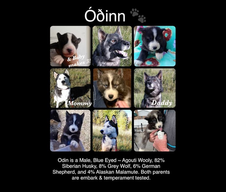 Odin a dog tested with EmbarkVet.com