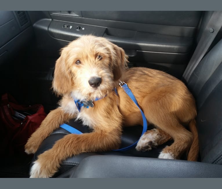 Redbone coonhound poodle hotsell mix