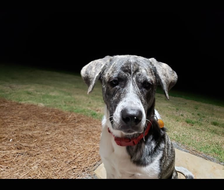 Photo of Oliver, a Great Pyrenees and American Pit Bull Terrier mix in Fayetteville, GA, USA