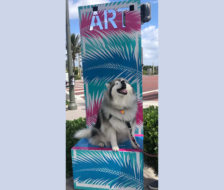 Avy, a Siberian Husky tested with EmbarkVet.com
