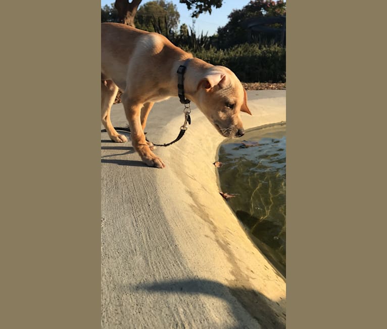 Coby, a Golden Retriever and Poodle (Small) mix tested with EmbarkVet.com
