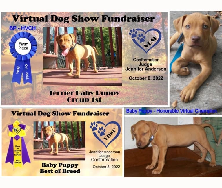 Embark Dog DNA Test - Breed