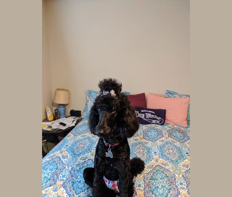 ABC's Baby Raven, a Poodle (Standard) tested with EmbarkVet.com