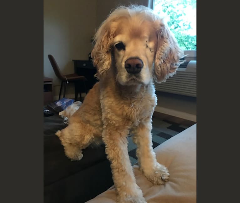 Cocker spaniel hotsell lhasa apso mix