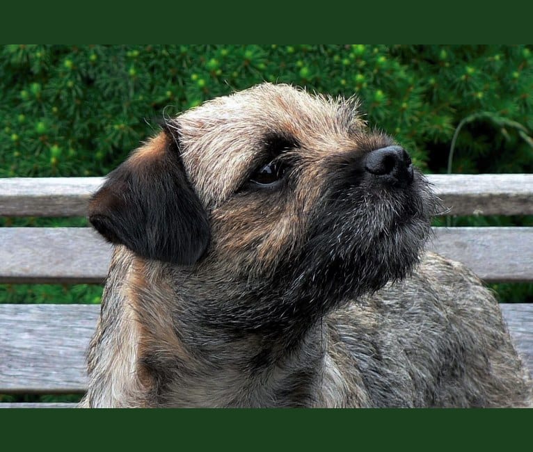 Lena, a Border Terrier tested with EmbarkVet.com