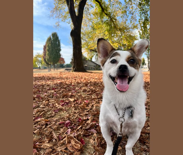 Benji, a Chinese Village Dog tested with EmbarkVet.com