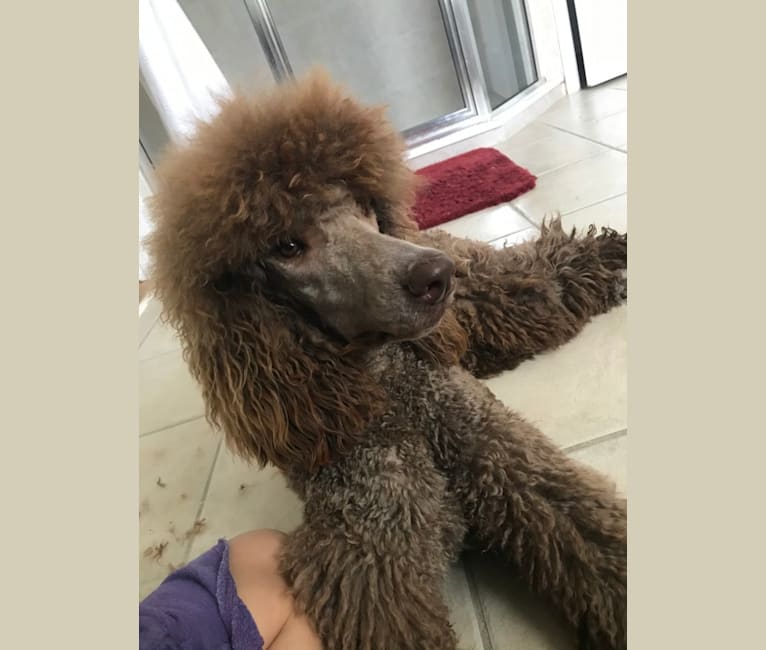 Photo of Chloè, a Poodle (Standard)  in Florida, USA