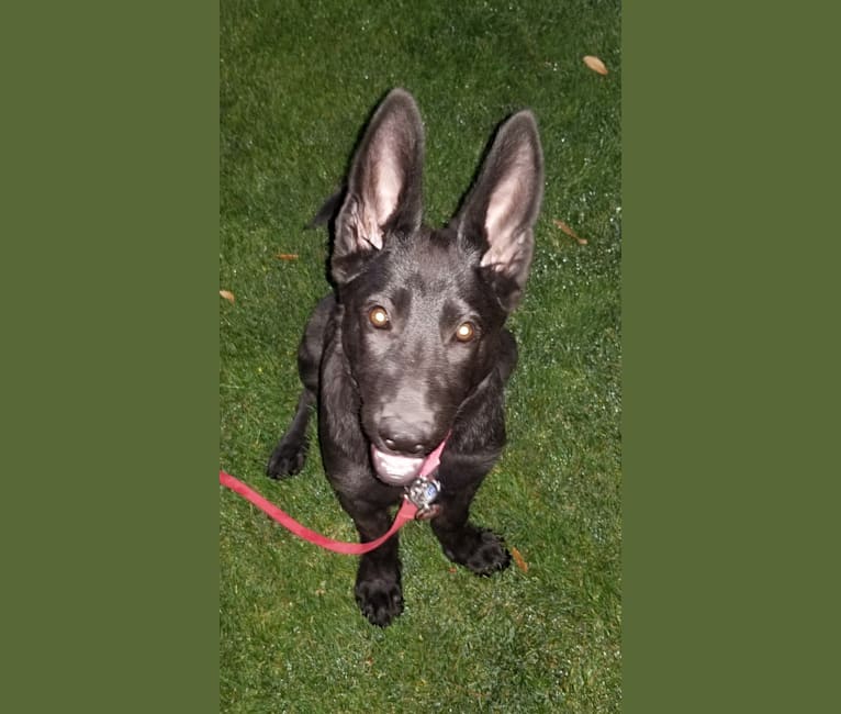 Ruby, a German Shepherd Dog tested with EmbarkVet.com