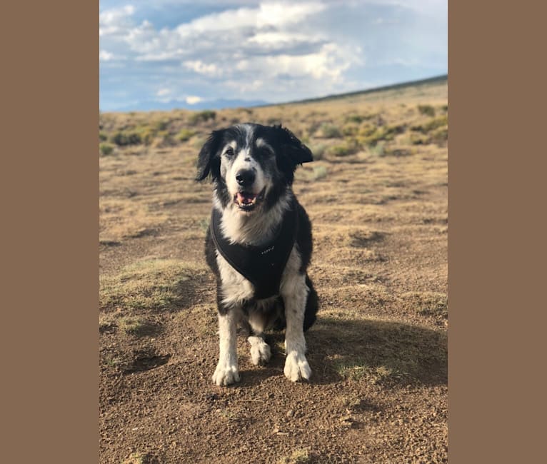 Dingo aka Mr D, a Border Collie and English Springer Spaniel mix tested with EmbarkVet.com