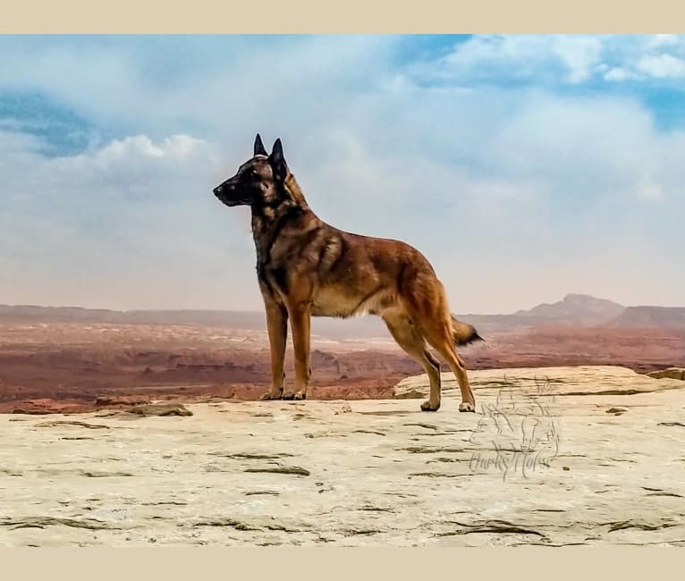 CAIN, a Belgian Shepherd tested with EmbarkVet.com