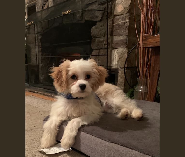 Havanese king charles mix online