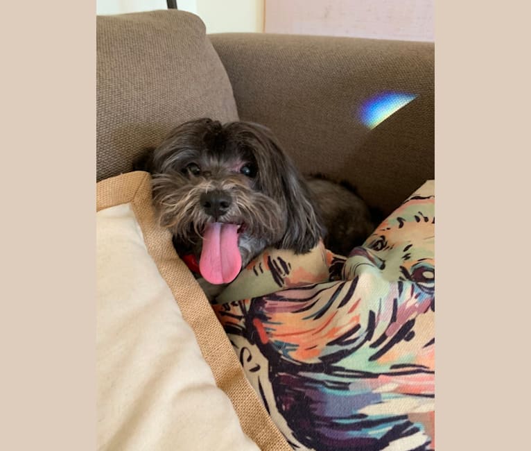 Baxter, a Shih Tzu and Poodle (Small) mix tested with EmbarkVet.com