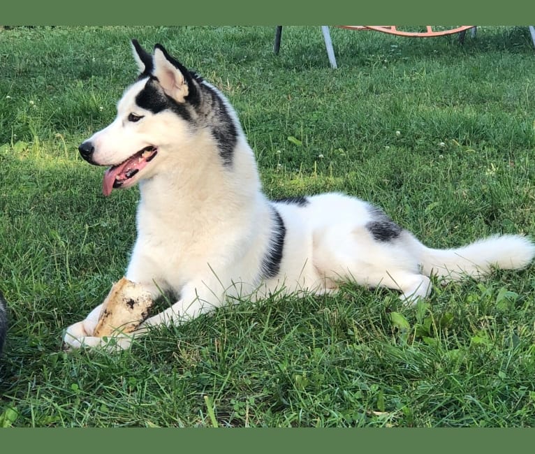 Embark Dog DNA Test Breed
