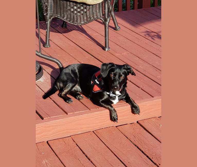 Photo of Maggie, a Labrador Retriever, Cocker Spaniel, English Springer Spaniel, and Mixed mix in Sullivan, Indiana, USA