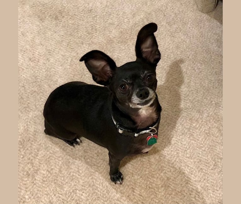 Photo of Laney, a Chihuahua, Dachshund, Rat Terrier, and Mixed mix in Fairview, Texas, USA