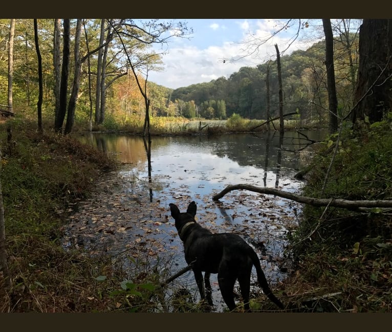 Embark Dog DNA Test - Breed