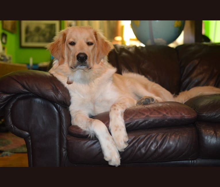 casper, a Great Pyrenees and Labrador Retriever mix tested with EmbarkVet.com