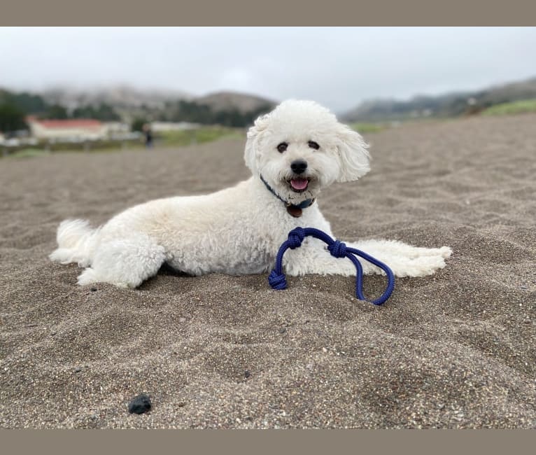 Photo of Phil, a Poodle (Small), Lhasa Apso, Chihuahua, and Mixed mix in Fresno, California, USA