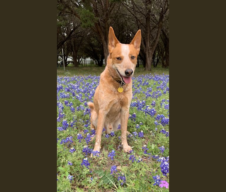 Mojo, an Australian Cattle Dog and Siberian Husky mix tested with EmbarkVet.com