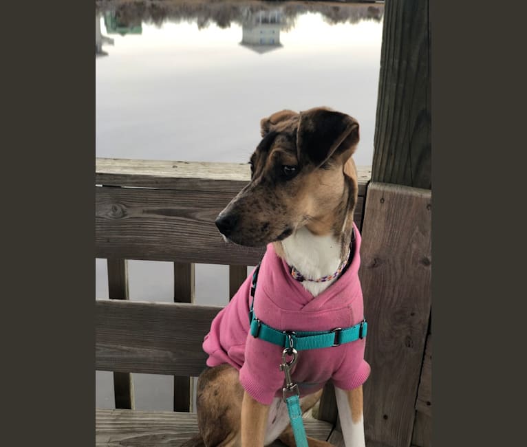 Embark Dog DNA Test - Breed