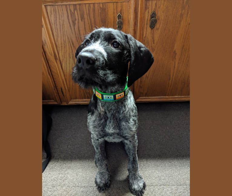 Drax, a German Wirehaired Pointer tested with EmbarkVet.com