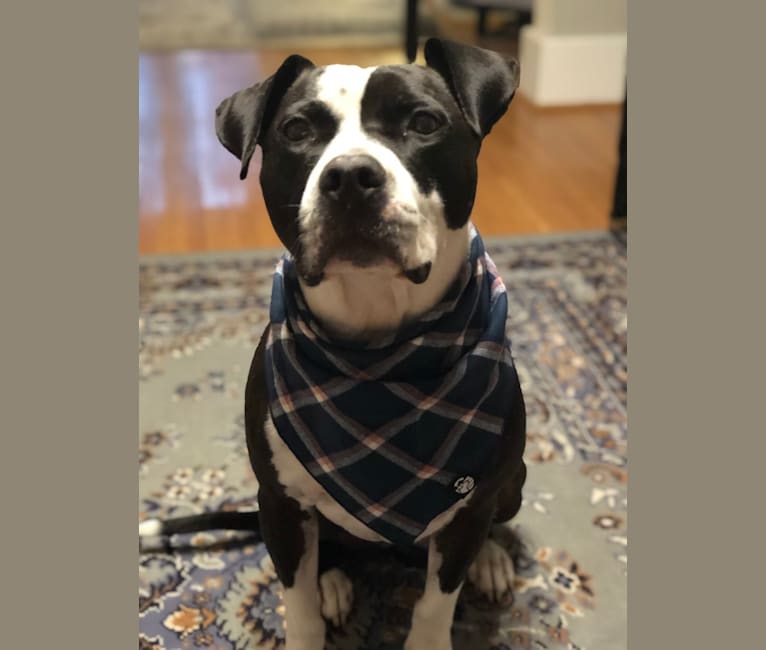embark dog dna test breed