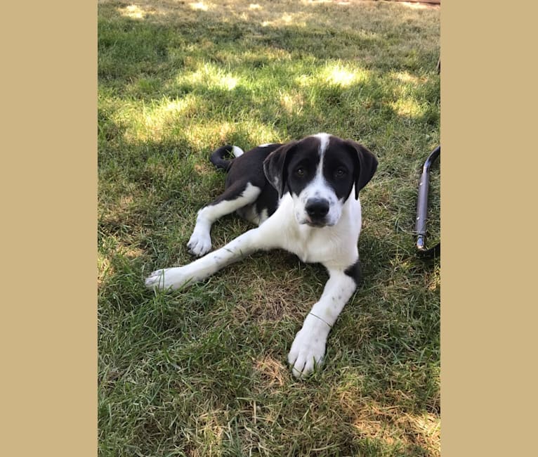 Theodore Ellington, an American Pit Bull Terrier and Siberian Husky mix tested with EmbarkVet.com
