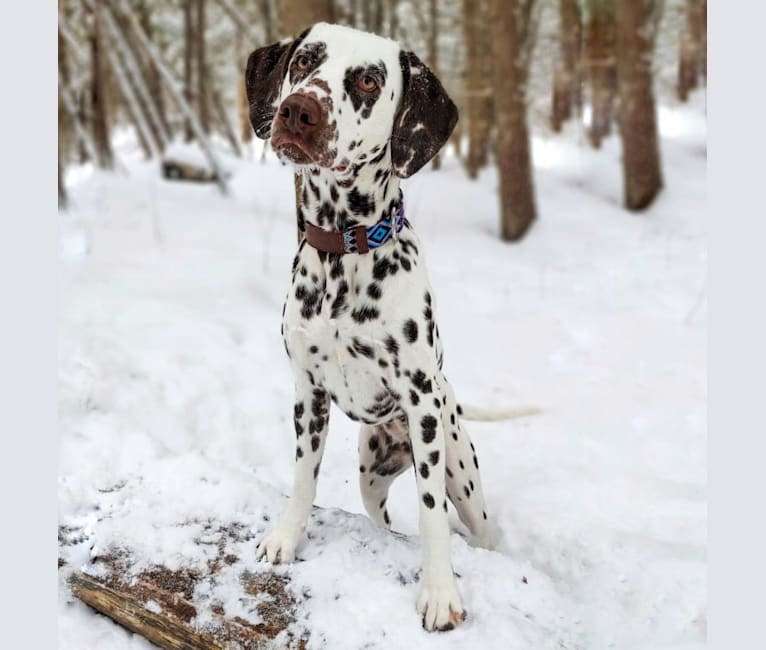 Shelby, a Dalmatian tested with EmbarkVet.com