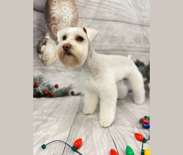 Watson, a Miniature Schnauzer tested with EmbarkVet.com