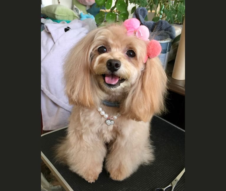 Photo of Nixie, a Poodle (Small), Pomeranian, and Lhasa Apso mix