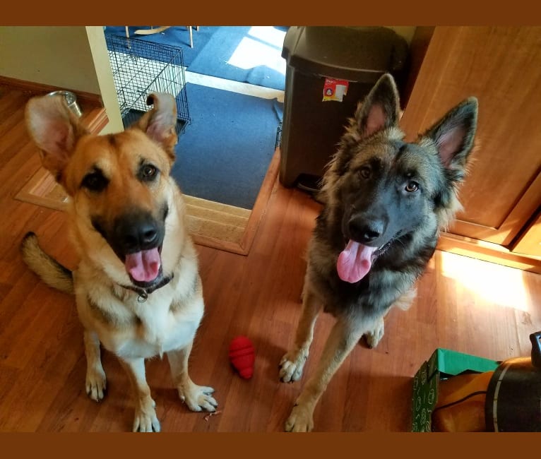 Samson, a German Shepherd Dog and Belgian Malinois mix tested with EmbarkVet.com