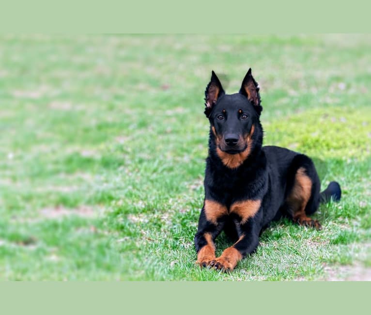 Ragar, a Beauceron tested with EmbarkVet.com