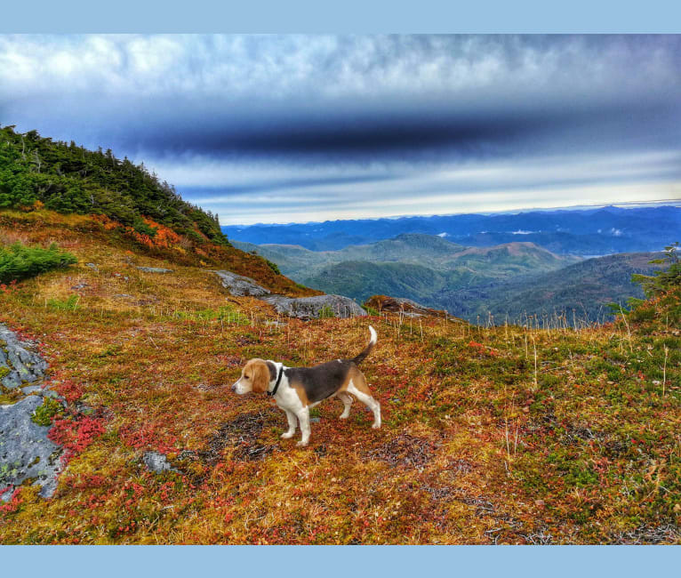 Lilly, a Beagle tested with EmbarkVet.com