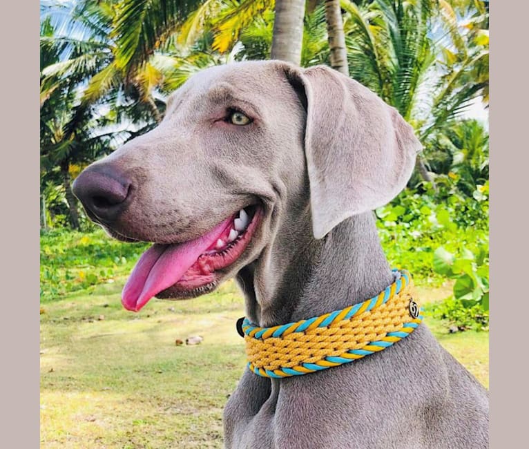 Arya the Weim, a Weimaraner tested with EmbarkVet.com