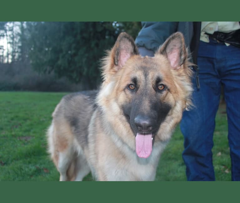 Johnny Cash, a Shiloh Shepherd tested with EmbarkVet.com