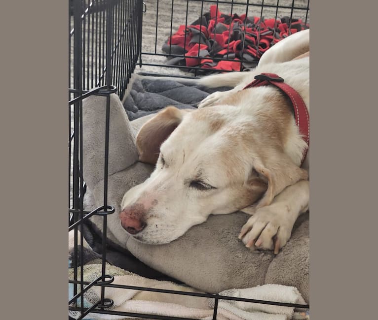 Lizzie, an American Foxhound tested with EmbarkVet.com