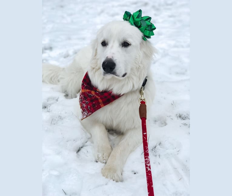 Beagle great pyrenees mix sales