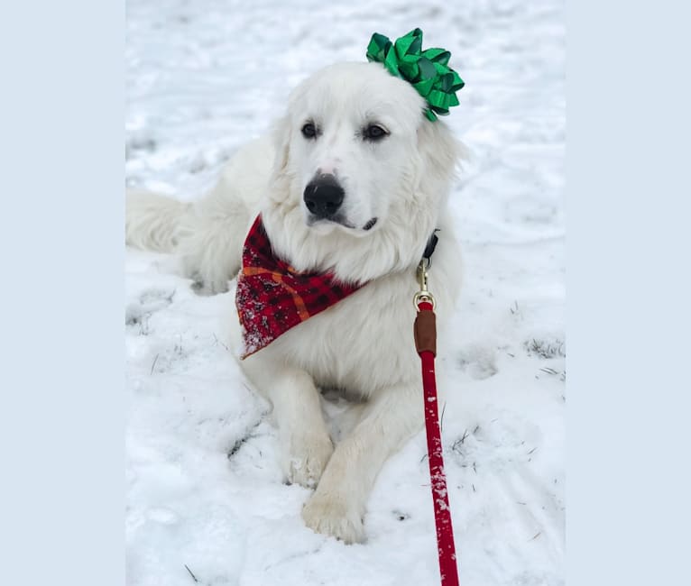 Finn, a Great Pyrenees and Beagle mix tested with EmbarkVet.com