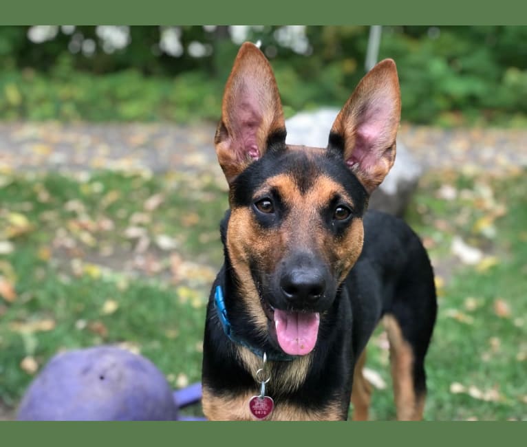 Marvin, a German Shepherd Dog and Miniature Pinscher mix tested with EmbarkVet.com