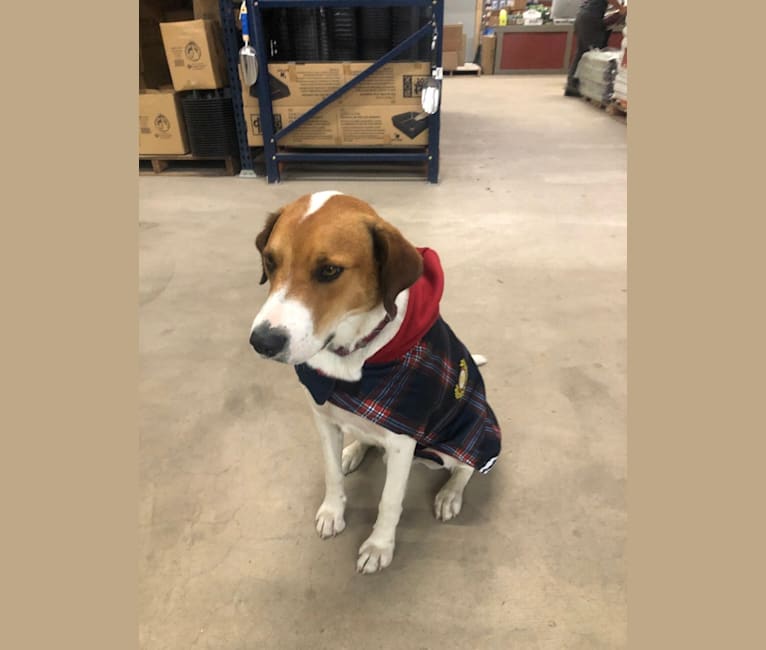 Spot, an Australian Cattle Dog and Border Collie mix tested with EmbarkVet.com