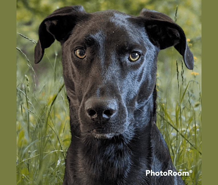 Ruben, a Mountain Cur and Labrador Retriever mix tested with EmbarkVet.com