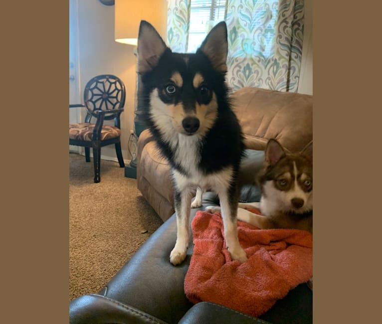 Photo of Penny, a Pomsky  in Michigan, USA