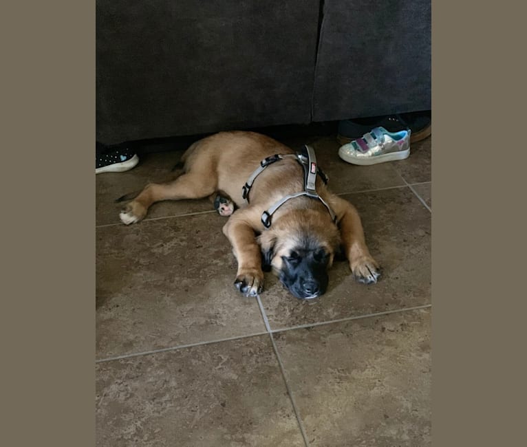 Diego, a Mastiff and German Shepherd Dog mix tested with EmbarkVet.com