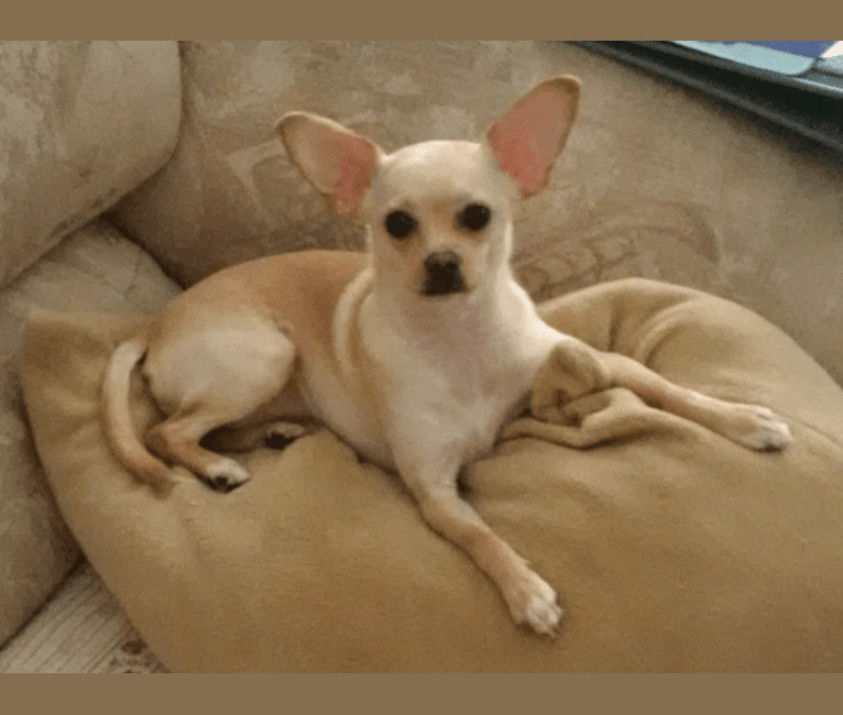 pomeranian cocker spaniel